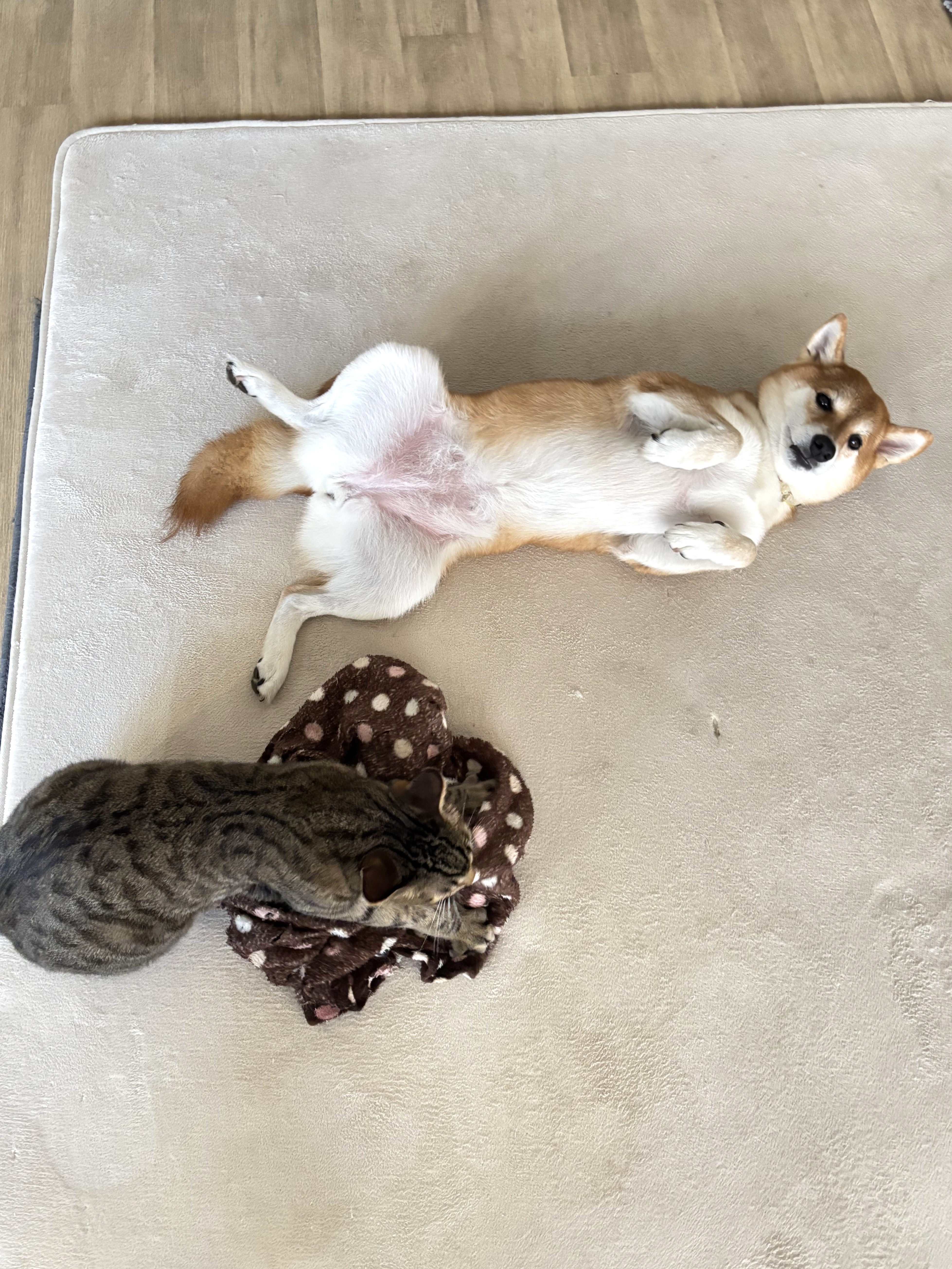 あ~~毎度どうも~~<br>最中でち~~♪<br>今日も今日とてグータラ日和でち~<br>あ、隣でグータラしてるのは<br>弟のゆず君でち~♪