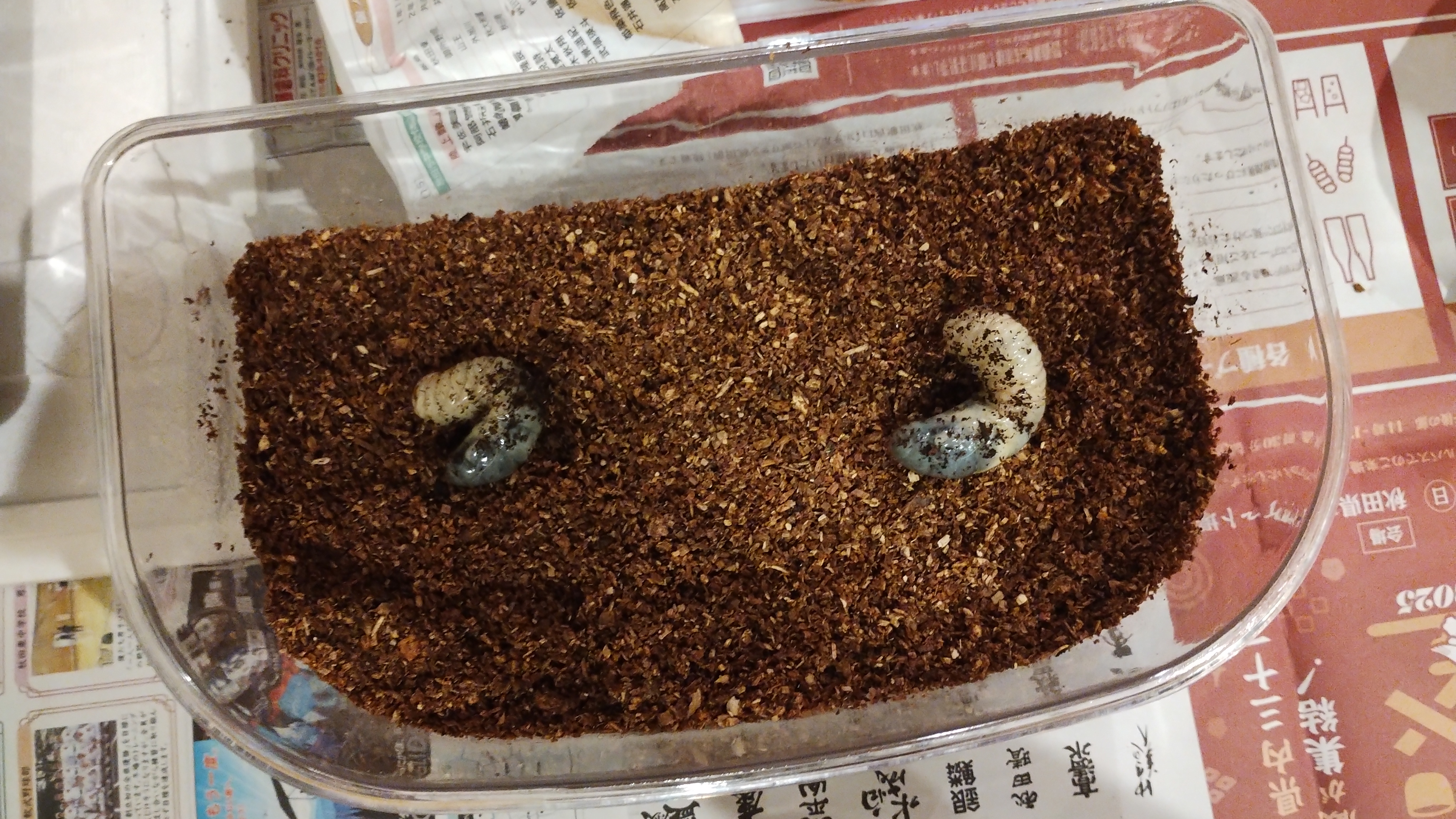 お引渡し。<br>新居が完成し仮住まいからお引越し。<br>気に入ってくれたのかグングン潜り込んでいきます(個体差あり)