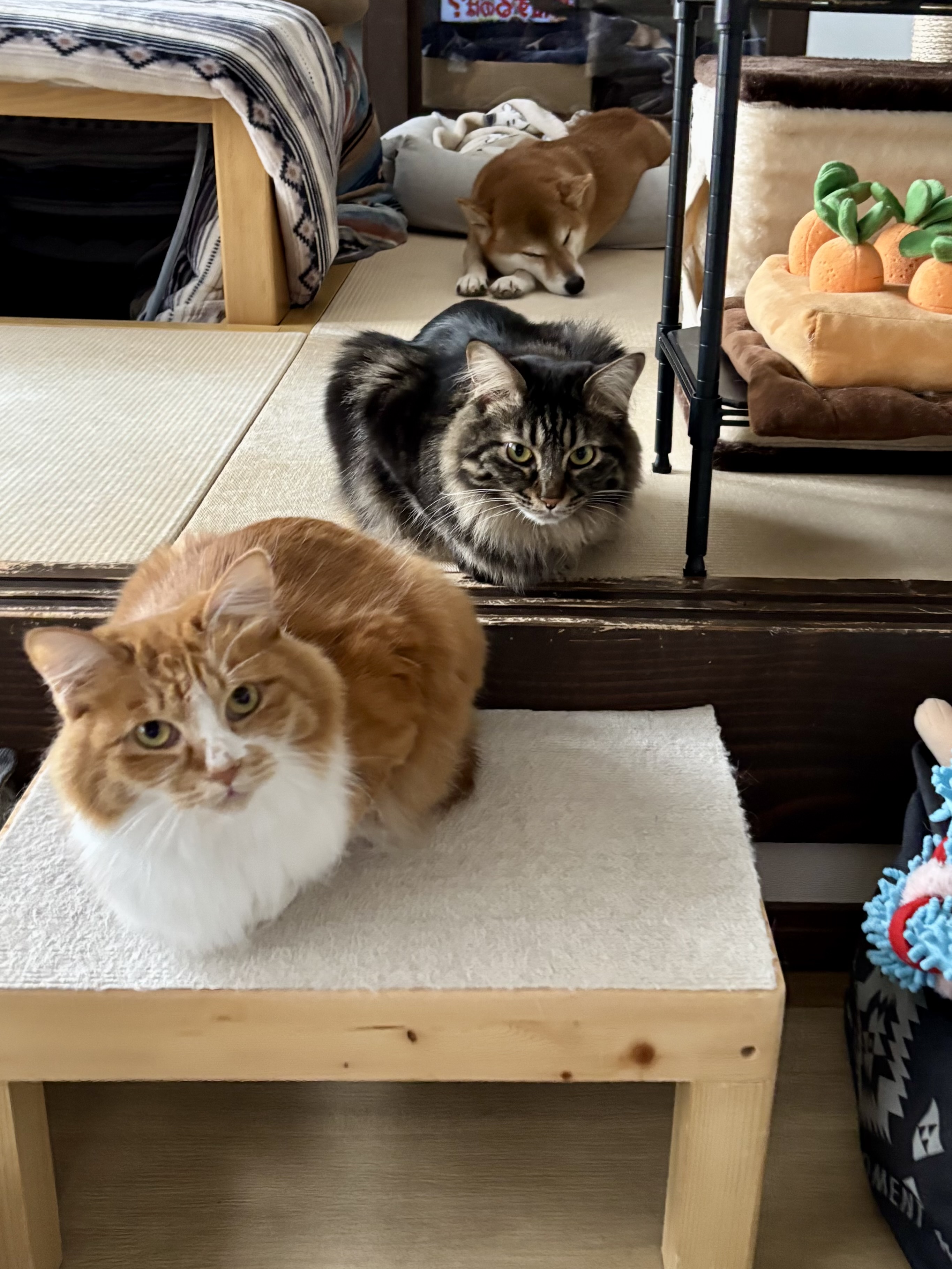 お母泣いてるにゃ??