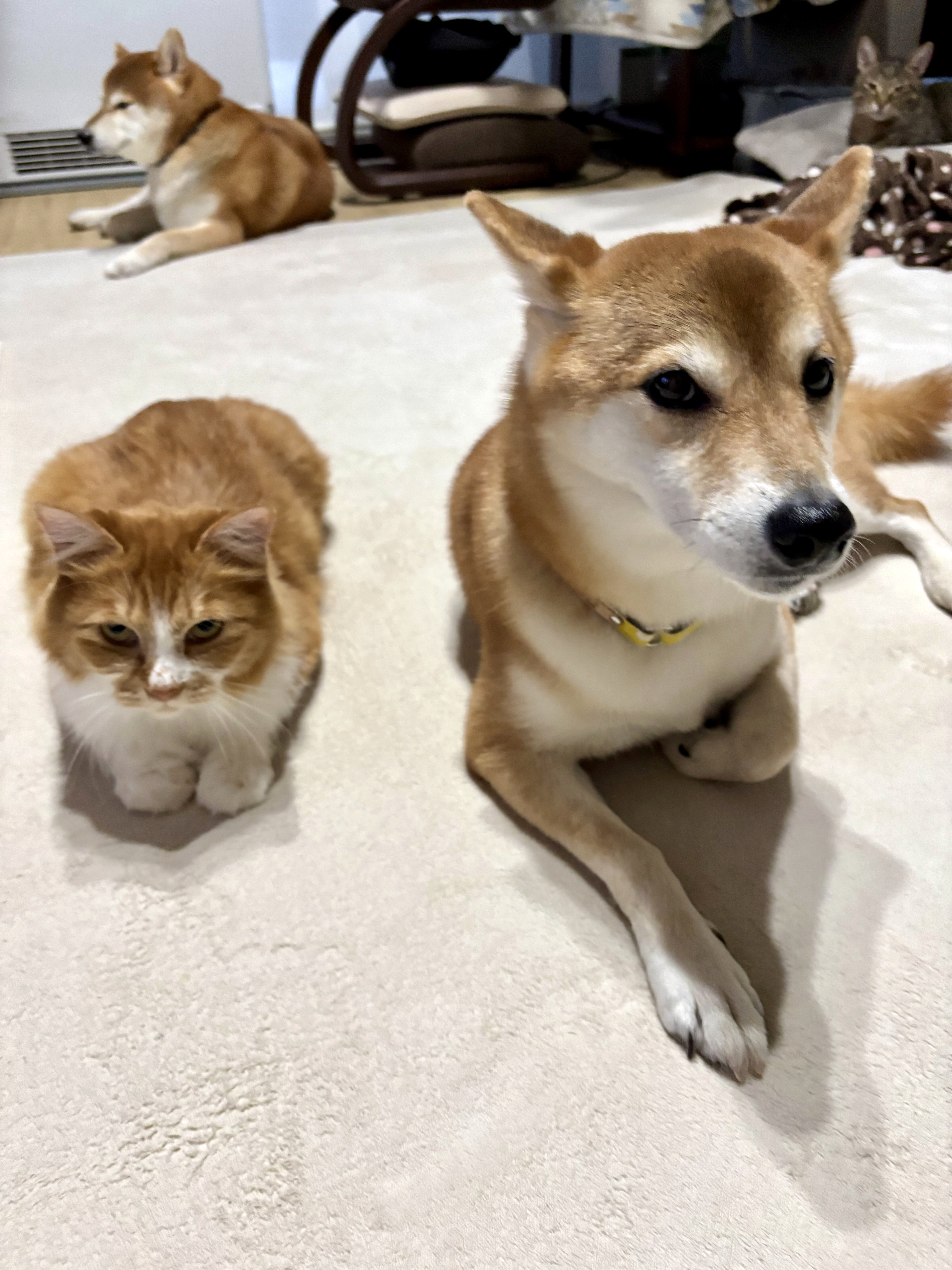 まぁまぁ!<br>そんな意地にならなくても良いでちよ┐(´∀`)┌ヤレヤレ