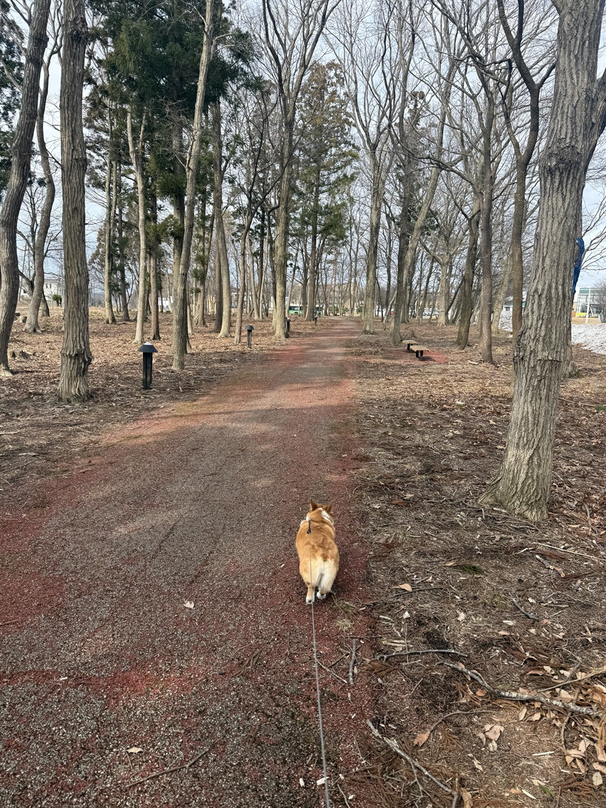 かつてはこのような並木通りだったのかな^^<br>ここの通りは松並木ではないですが^^;