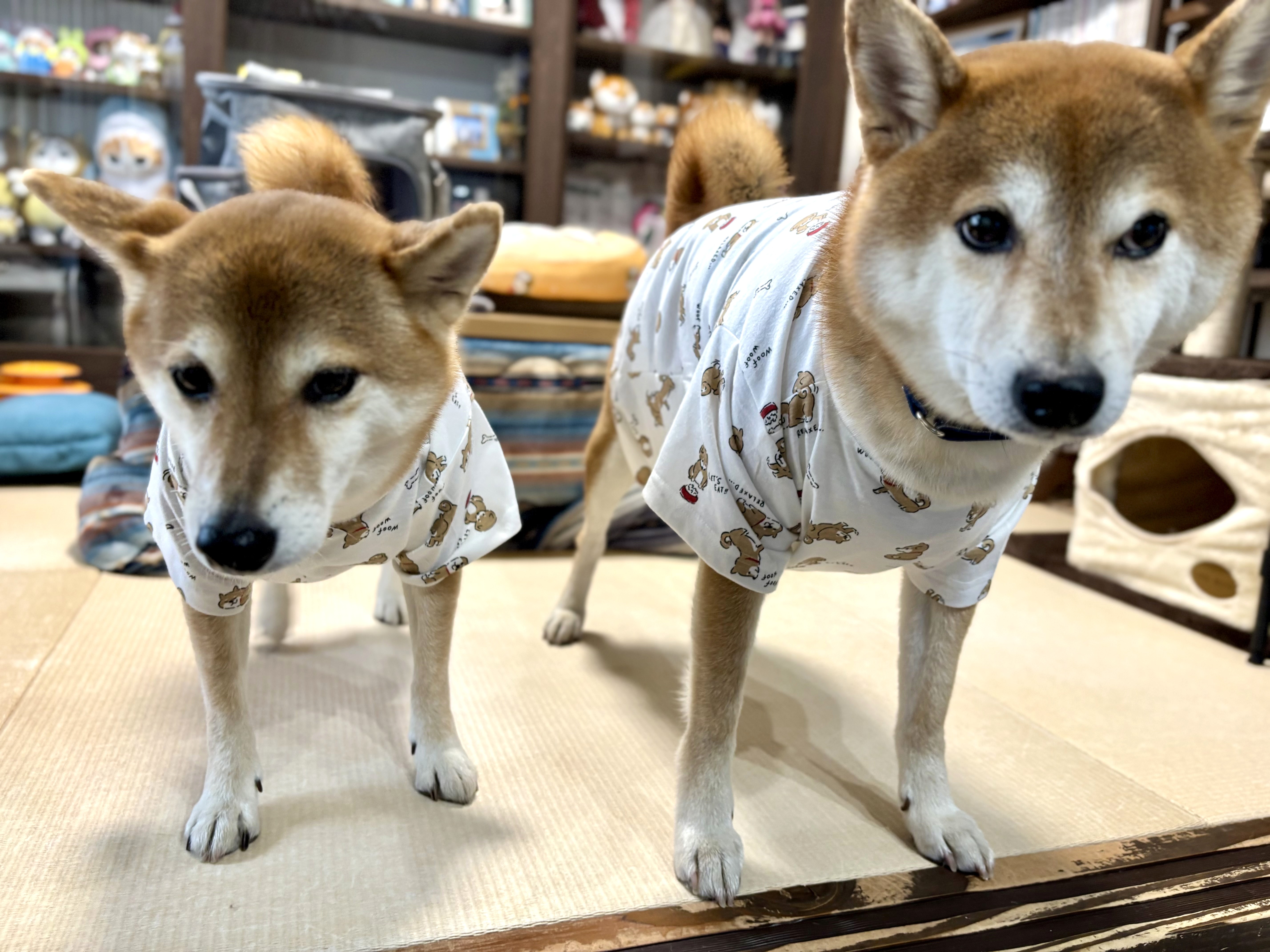 あ、どうも‥‥大豆です‥‥。<br>最中でち‥‥。