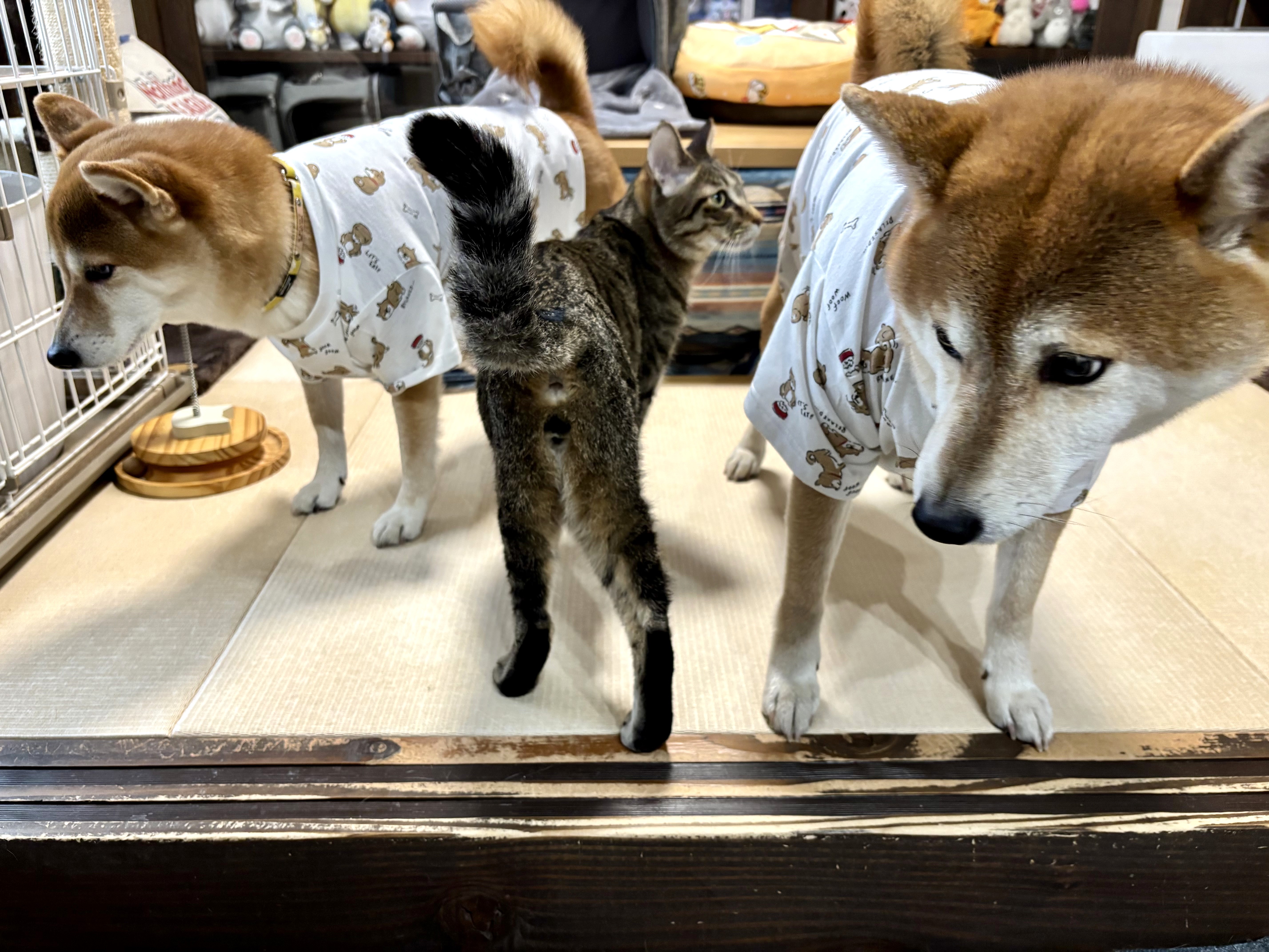 今度は何着せられてるにゃ?<br>ん?どれどれ?