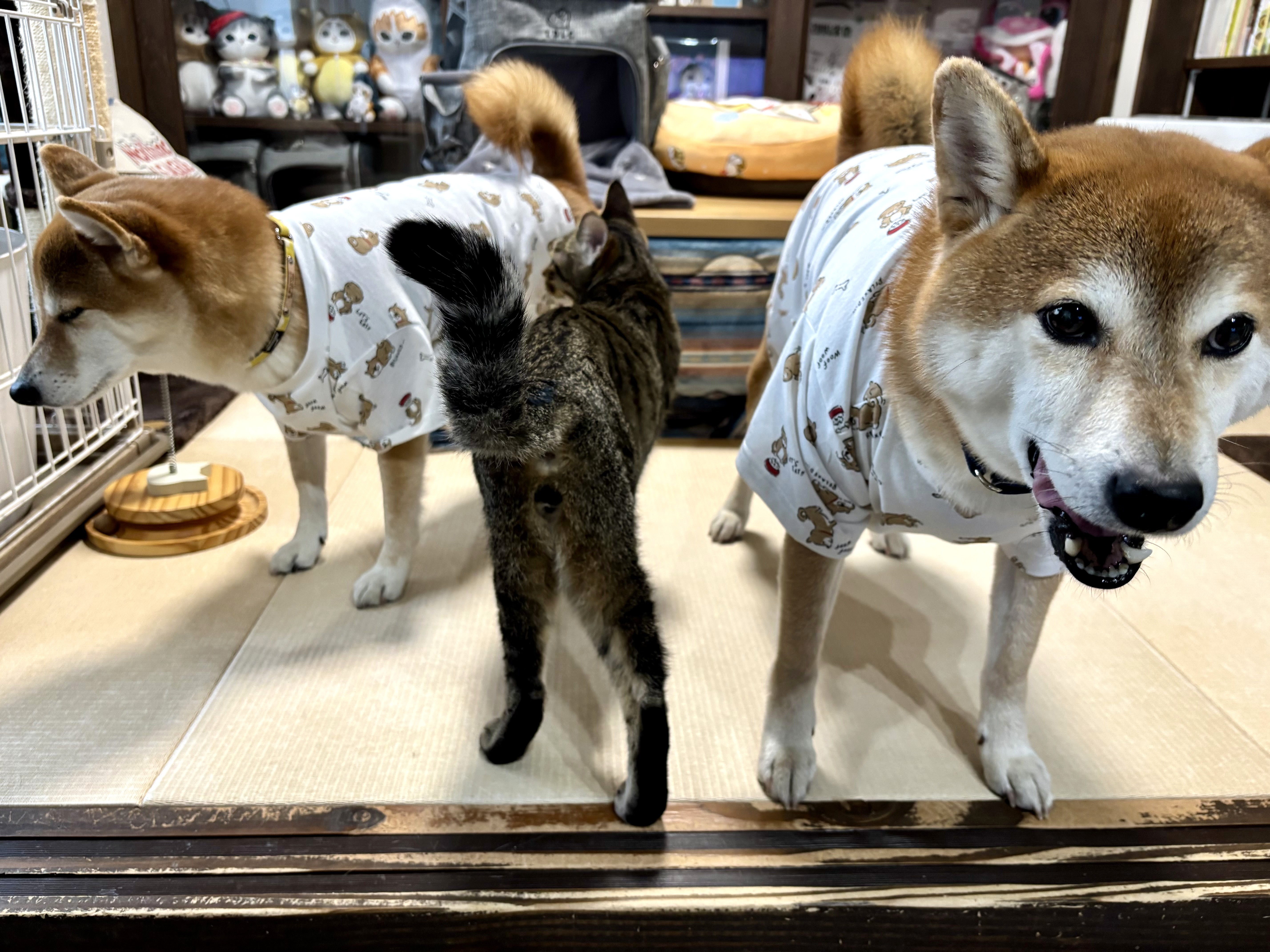 柴犬が柴犬着てるにゃ~~~!!<br><br>見ないでほしいでち‥‥。