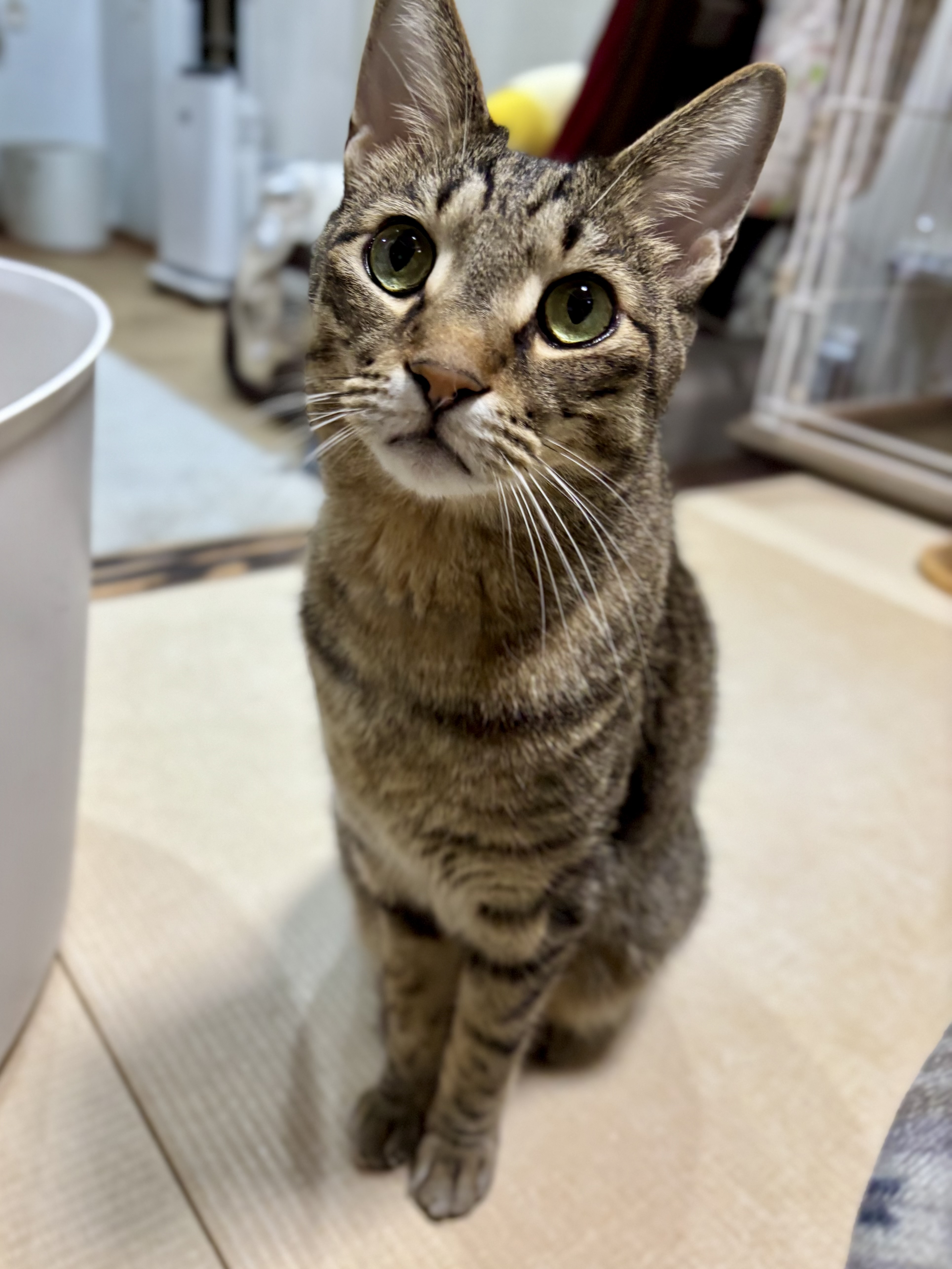 おいら専用の口座をつくってほしいにゃ‼